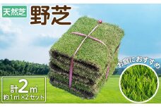 天然芝＜野芝＞2平米! 芝 芝生 天然 天然芝 DIY グランドカバー ガーデニング 野芝  鹿児島県 お庭 a1-110