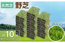 天然芝＜野芝＞10平米! 芝 芝生 天然 天然芝 DIY グランドカバー ガーデニング 野芝  鹿児島県 お庭 c5-030