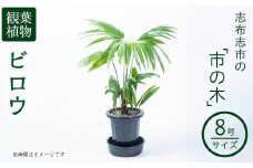 【数量限定】観葉植物 ビロウ ８号サイズ b2-024