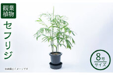 【数量限定】観葉植物 セフリジ ８号サイズ b2-023