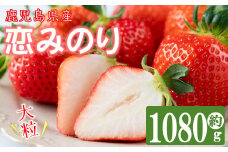 【数量限定】鹿児島県産朝採れイチゴ「恋みのり」約1080g(約270g×4パック)　いちご イチゴ 苺 果物 フルーツ スイーツ デザート お菓子 人気 甘い 大粒 ジャム スムージー a3-209
