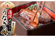鹿児島県産 伊崎田のうなぎ蒲焼 中＜150g以上＞× 4尾(計600g以上) b7-020