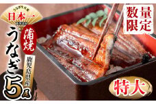 鹿児島県産 伊崎田のうなぎ蒲焼 特大＜190g以上＞× 5尾(計950g以上) c9-001