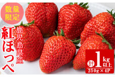 【期間限定・数量限定】鹿児島県産朝採れイチゴ「紅ほっぺ」計1kg(250g×4パック) a1-075