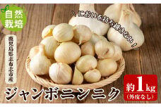 【期間限定・数量限定】村留さんの自然栽培ジャンボニンニク 約1kg(外皮なし)！ a3-151