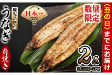 【丑の日までに配送】鹿児島県産 伊崎田のうなぎ白焼き ＜120g以上＞× 2尾(計240g以上) a4-083-us