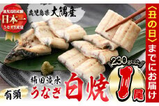 【丑の日までに配送】楠田の極うなぎ 白焼き1尾(230g以上) a3-185-us