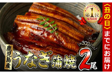 【丑の日までに配送】くすだ屋の極上うなぎ 2尾(150g×2)＜計300g以上＞ a5-266-us