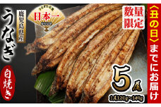 【丑の日までに配送】鹿児島県産 伊崎田のうなぎ白焼き ＜120g以上＞× 5尾(計600g以上) b7-005-us
