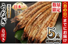【丑の日までに配送】鹿児島県産 伊崎田のうなぎ白焼き ＜120g以上＞× 5尾(計600g以上) b7-005-us