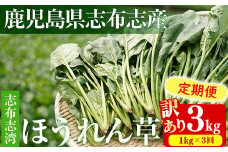 【定期便3回】【数量限定・訳あり】志布志湾ほうれん草(計3kg 1kg×3回) サラダ おひたし お味噌汁 スムージー ほうれん草 ジュース ほうれんそう t0021-003