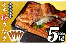 うなぎの柳澤 流水桜うなぎの蒲焼き 計5尾＜計600g＞ うなぎ 鰻 ウナギ 国産 鹿児島県産 九州産 蒲焼き 冷凍 うな重 ひつまぶし a9-040