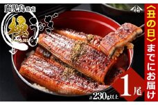【丑の日までに配送】楠田の極うなぎ 蒲焼き1尾(230g以上) a3-184-us