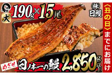 【丑の日までに配送】日ノ本一の鰻の蒲焼き＜大＞計15尾セット(計2,850g以上) wa24-006-us