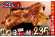 【丑の日までに配送】＜肝串3本付き！＞日ノ本一の鰻の蒲焼き＜特大＞1尾(約235g以上) a4-071-sbs-us
