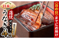 【丑の日までに配送】鹿児島県産 伊崎田のうなぎ蒲焼 中＜150g以上＞× 4尾(計600g以上) b7-020-us