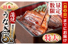 【丑の日までに配送】鹿児島県産 伊崎田のうなぎ蒲焼 特大＜190g以上＞× 5尾(計950g以上) c9-001-us