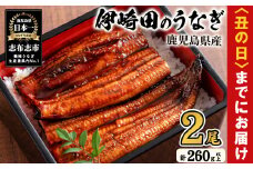 【丑の日までに配送】【数量限定】鹿児島県産 伊崎田のうなぎ蒲焼 ＜130g以上＞× 2尾(計260g以上)  鰻 うなぎ ウナギ 蒲焼き 2尾 国産 九州産 鹿児島県産 冷凍 おつまみ 鰻重 うな丼 a4-082-us