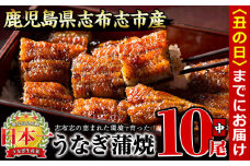 【丑の日までに配送】うなぎの大楠＜中＞10尾セット計1.3kg(130g×10) e9-001-us