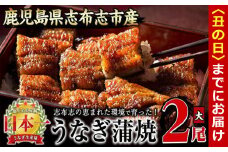 【丑の日までに配送】うなぎの大楠＜大＞2尾セット計300g(150g×2) a5-244-us