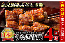 【丑の日までに配送】うなぎの大楠＜大＞4尾セット計600g(150g×4) b8-026-us