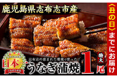 【丑の日までに配送】うなぎの大楠＜特大＞1尾170g a1-104-us