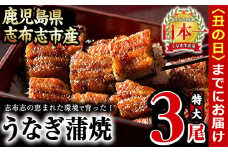 【丑の日までに配送】うなぎの大楠＜特大＞3尾セット計510g(170g×3) b3-005-us