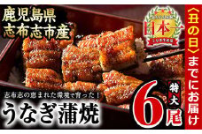 【丑の日までに配送】うなぎの大楠＜特大＞6尾セット計1kg超(170g×6) d5-001-us