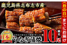 【丑の日までに配送】うなぎの大楠＜特大＞10尾セット計1.7kg(170g×10) g4-017-us