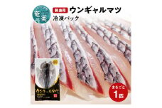 【新鮮が決め手！】アオ鯛（ウンギャルマツ）1尾　AK07