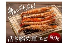 冷凍車エビ 800g（24～46匹入）　A049-001