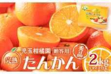 【先行予約】【児玉柑橘園】奄美完熟たんかん 贈答用 2kg＜秀品＞　A061-001