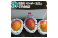 【2024年発送 先行予約】【奄美大島産】訳ありマンゴー 1.3kg　A034-011