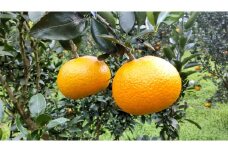 【期間・数量限定！】 つのかがやき 家庭用 5kg  - 柑橘 みかん 5kg M 3L 冬のフルーツ 果物 年内発送