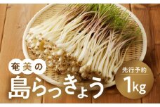 【2026年先行予約】奄美の島らっきょう 1kg　A139-002