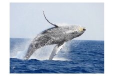 【奄美大島北部】ホエールウオッチング 3時間 ※1月中旬から3月下旬まで※　A141-002