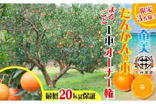 【チョイス限定3名様】奄美たんかんの木 まるごと1本オーナー権～元井農園～（最低20kg保証）