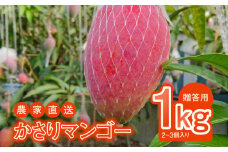 【2025年先行予約】【奄美産】かさりマンゴー贈答用1kg　A072-004