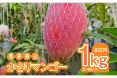 【2025年先行予約】【奄美産】かさりマンゴー家庭用1kg　A072-005