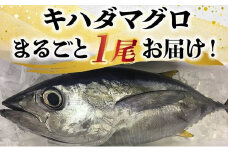 008-57 鹿児島近海キハダマグロ1尾