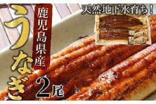 062-3-03 天然地下水育ち!鹿児島県産うなぎ蒲焼2尾