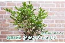 066-04 観葉植物 シルクジャスミン1鉢