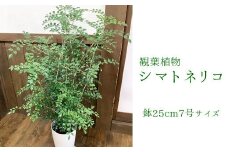066-07 観葉植物 シマトネリコ1鉢