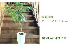 066-08 観葉植物 エバーフレッシュ8号サイズ1鉢