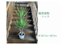 066-11 観葉植物 ユッカ1鉢