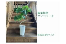 066-10 観葉植物 ウンベラータ8号サイズ1鉢