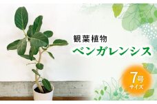 066-15 観葉植物 ベンガレンシス7号サイズ1鉢