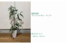 066-14 観葉植物 アムステルダム・キング1鉢