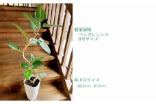 066-16 観葉植物 ベンガレンシス8号サイズ1鉢