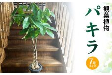 066-17 観葉植物 パキラ1鉢